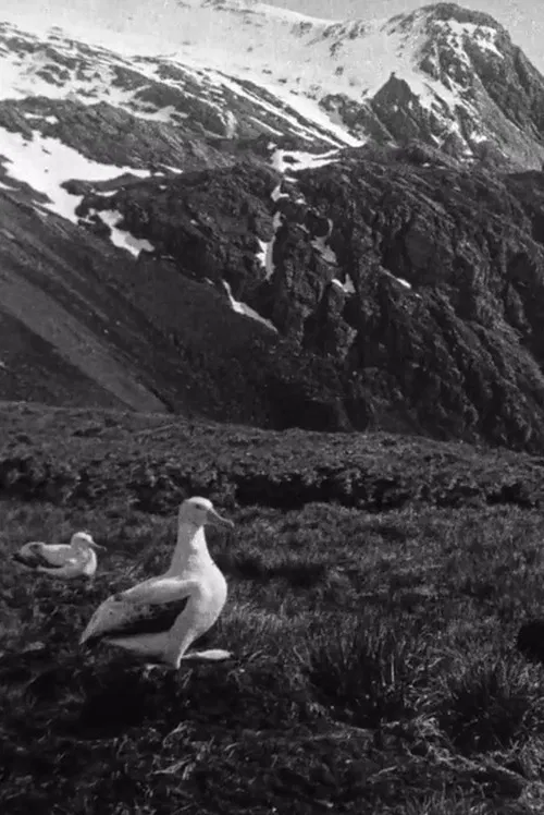 Shackleton South Georgia Birds poster