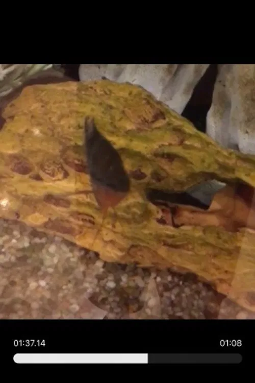 Random Fish Leader profile