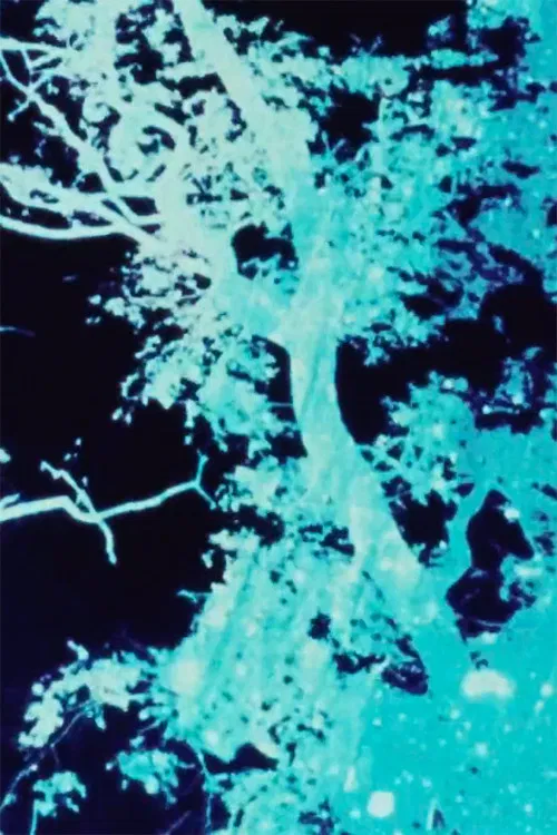 Sunprints 1, 2, 3 poster