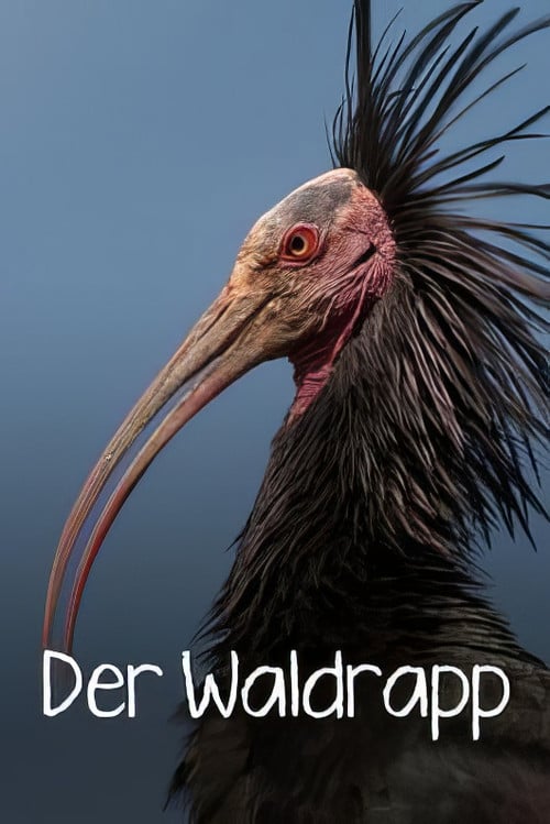 Der Waldrapp: Zugvogel im Aufwind poster