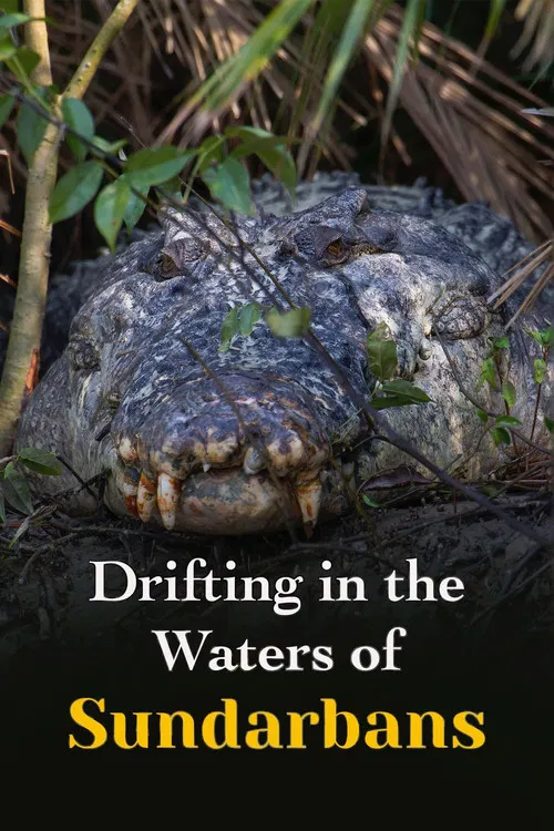 Drifting in the Waters of Sundarbans poster
