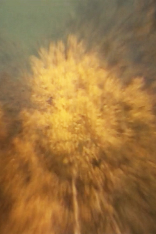 Über den Flammenbaum poster