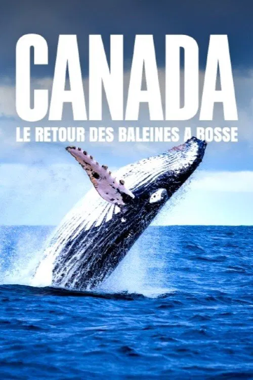 Le retour des baleines à bosse poster