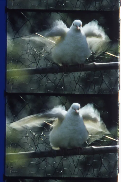 Côté jardin poster