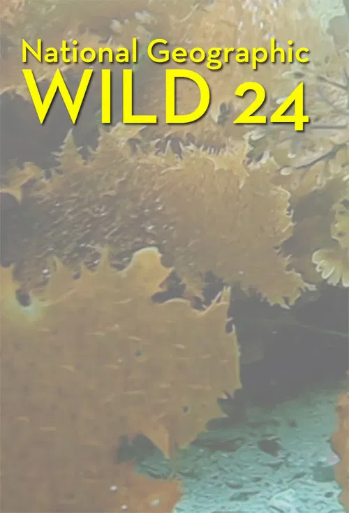 Wild 24 poster