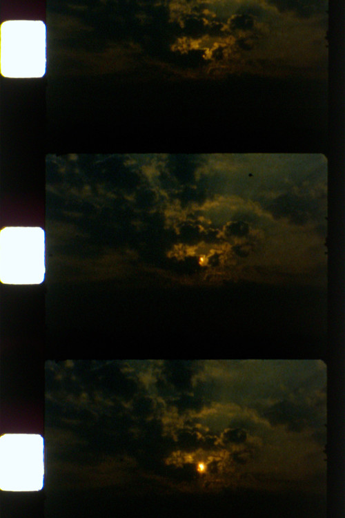 tendril and spray poster