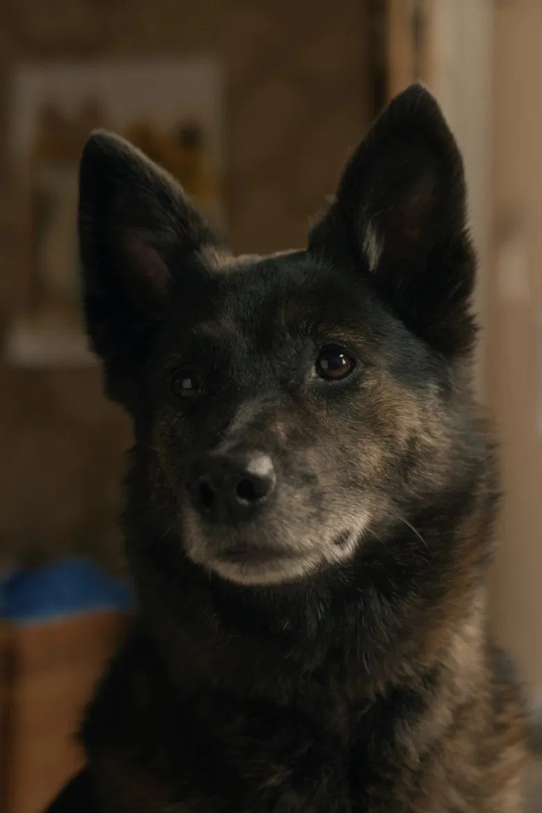 Ici Azor poster background