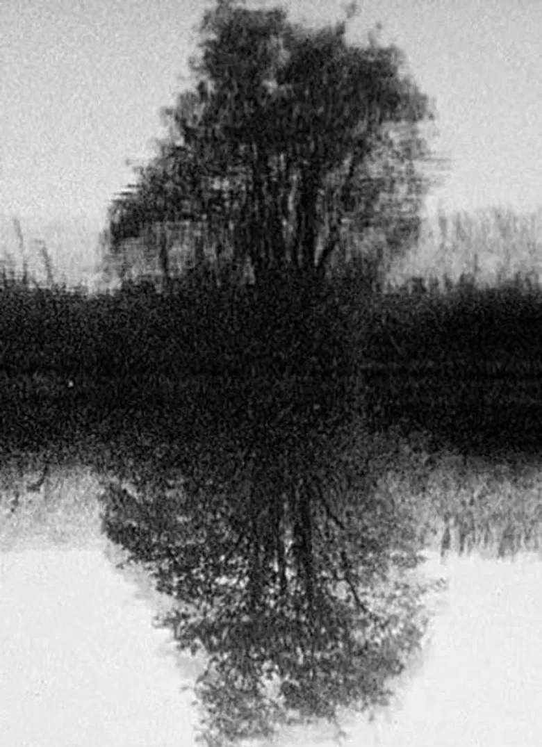 Tree Reflection poster background