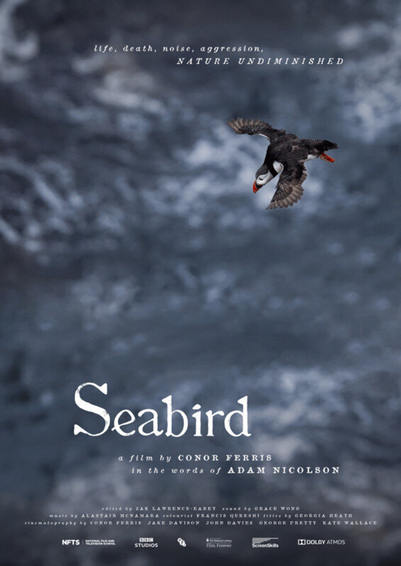Seabird poster background