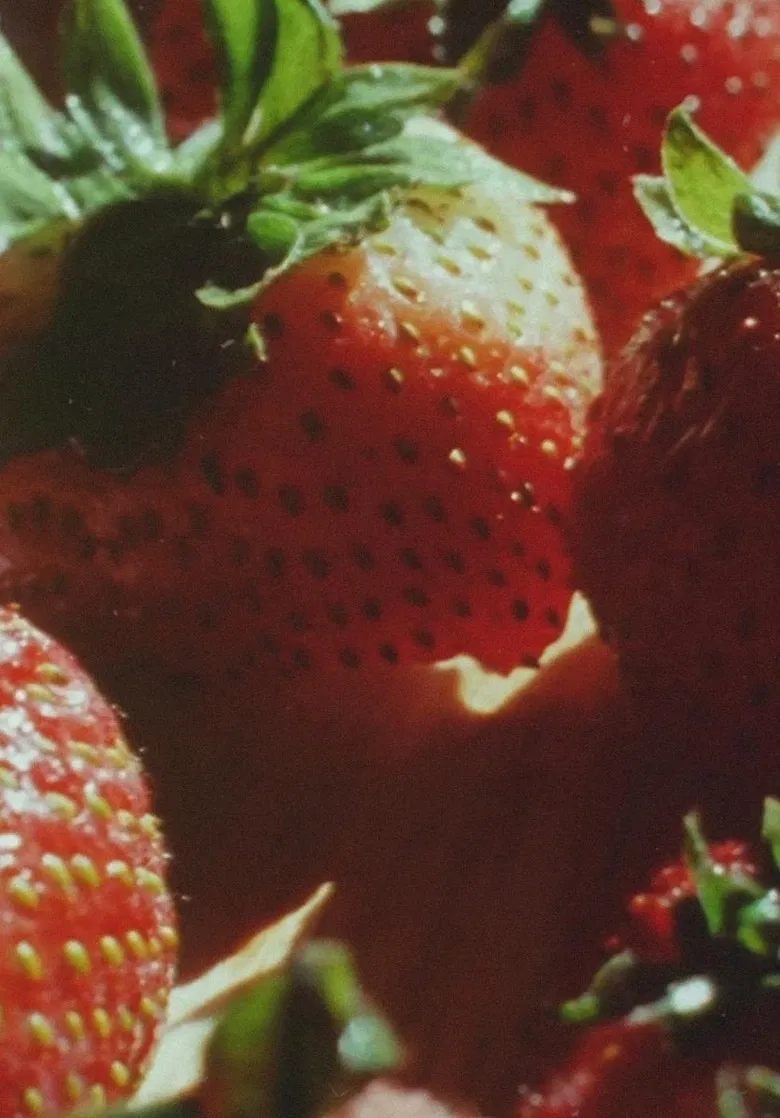 Our Summer Made Her Light Escape poster background