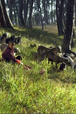 Black Goat poster background