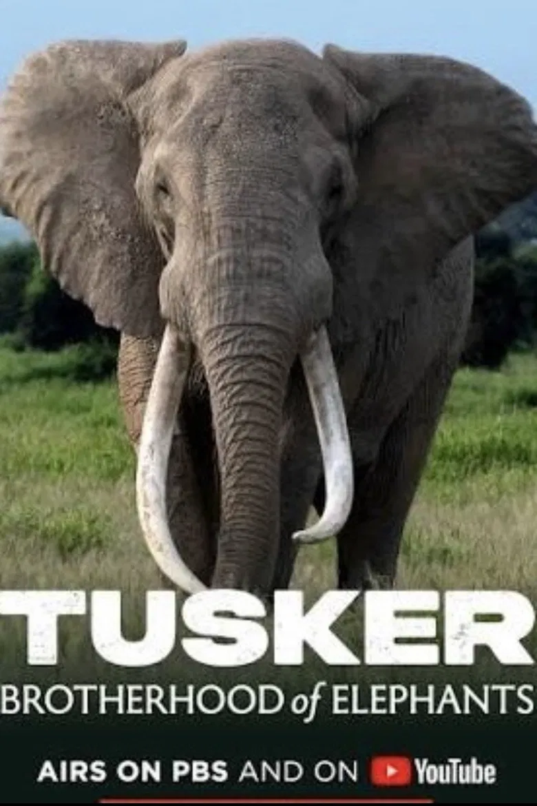 Tusker: Brotherhood of Elephants poster background