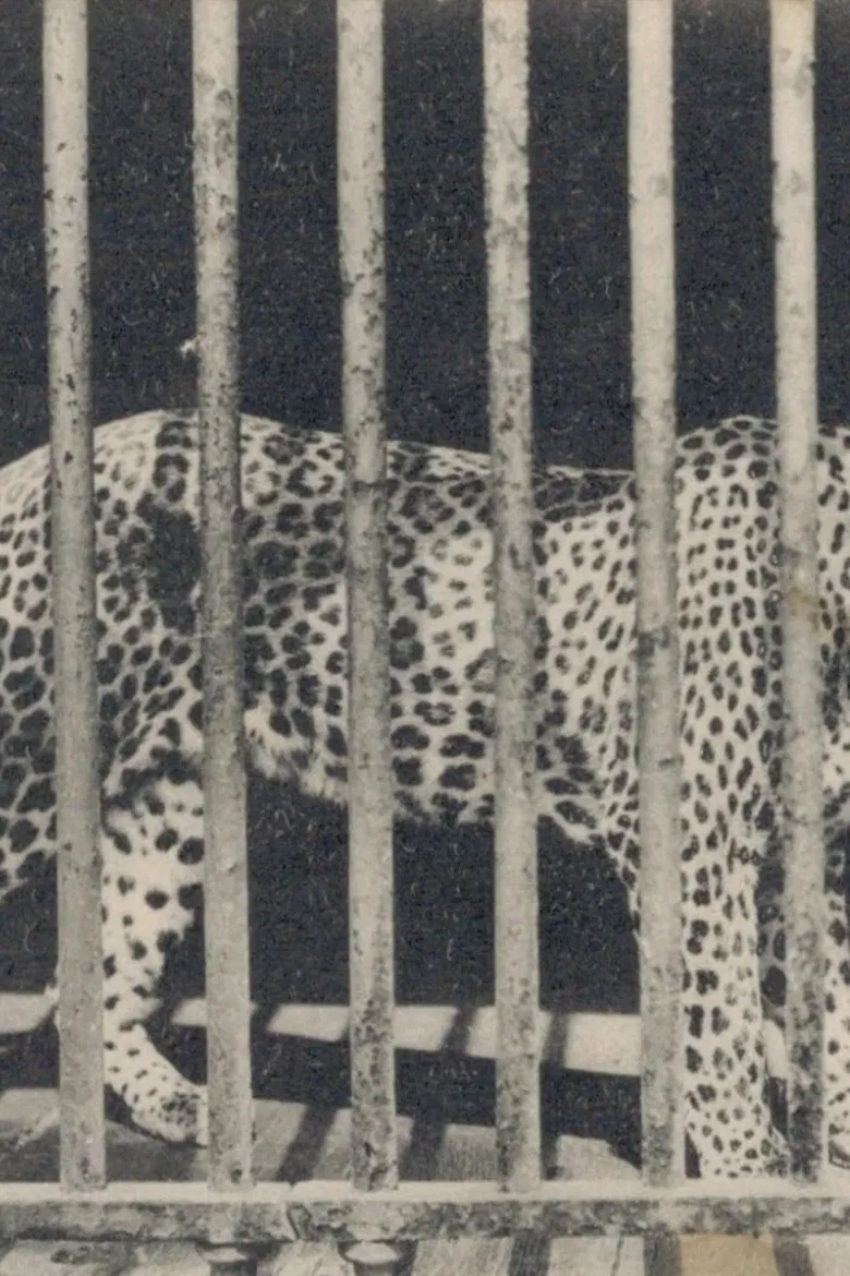 Zoo poster background