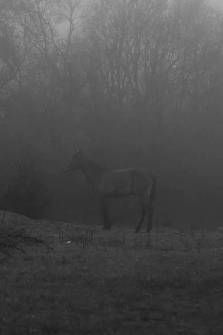 Plastic Flowers poster background