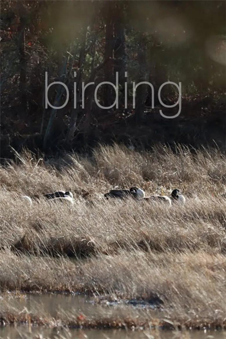 Birding poster background