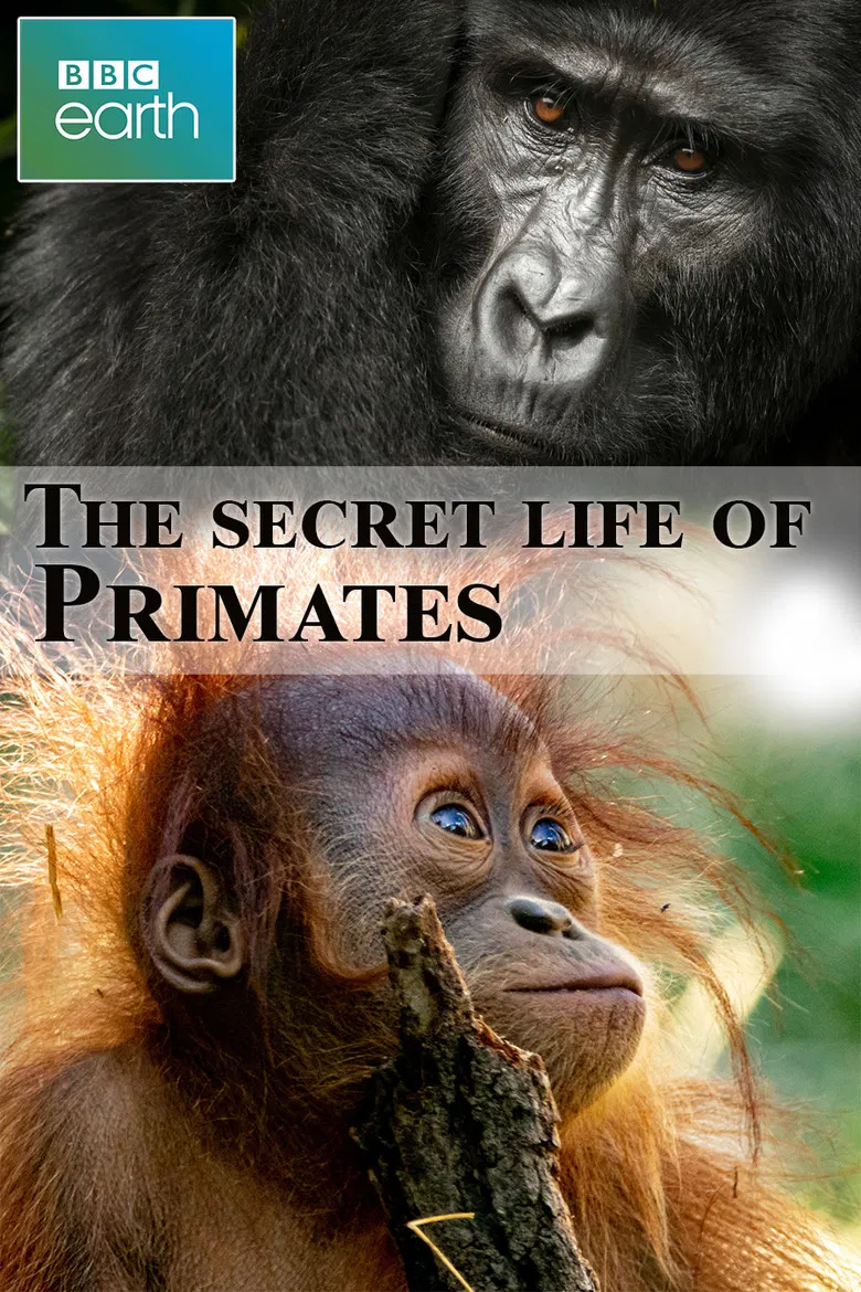 The secret life of Primates poster background