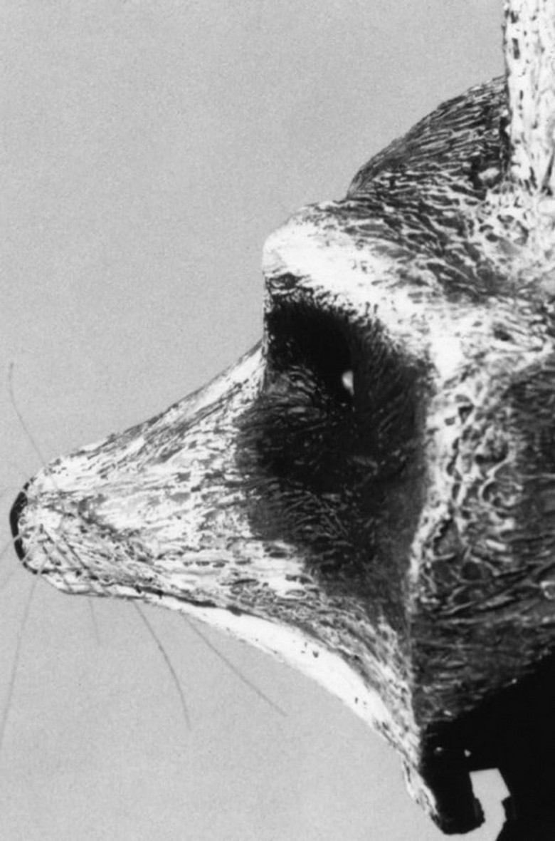 Le raton poster background