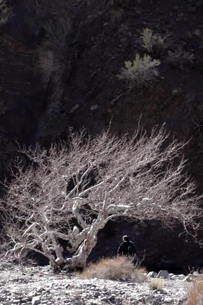 Paradise Springs poster background