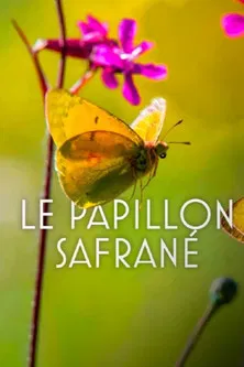 The Story of the Saffron Butterfly poster background