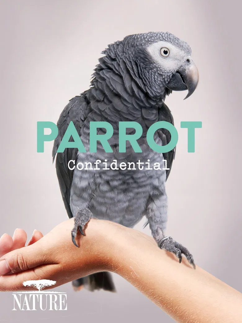 Parrot Confidential poster background