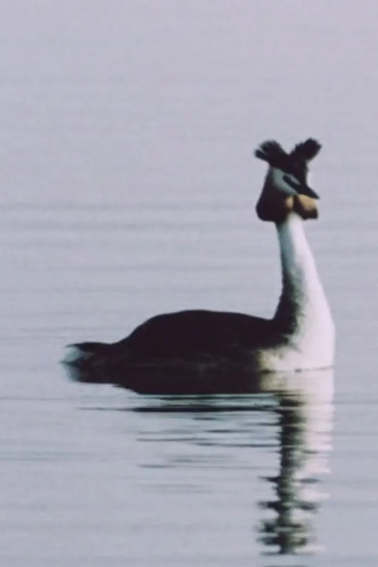 Ühe armastuse lugu poster background