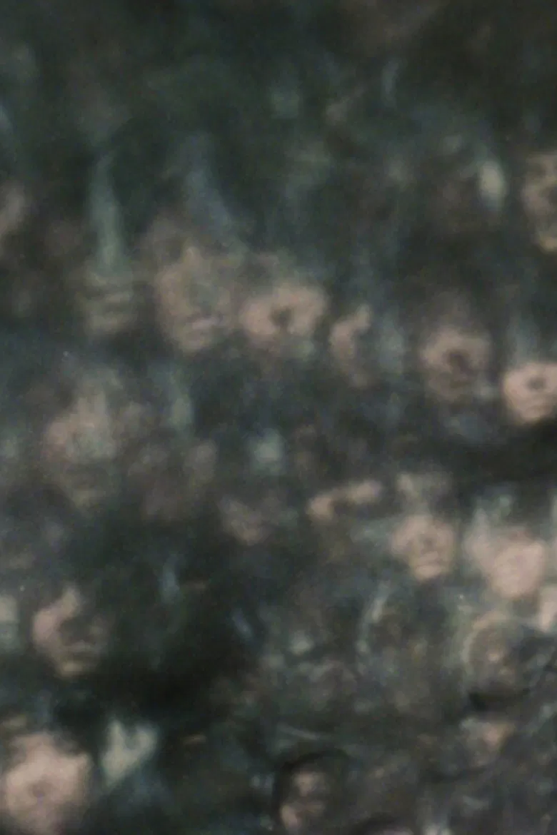 Self Portrait with Bag poster background