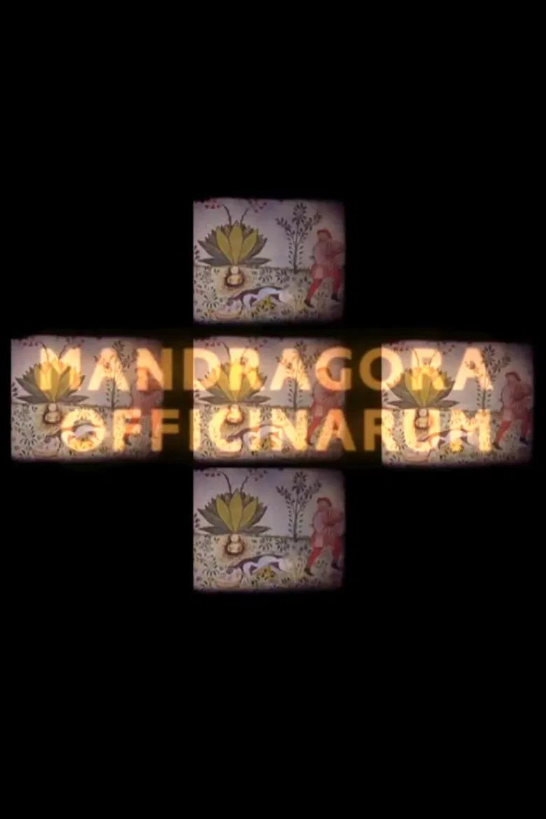 Mandragora officinarum poster background