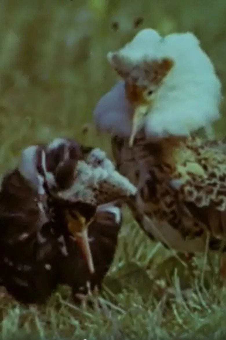 Ruffs poster background