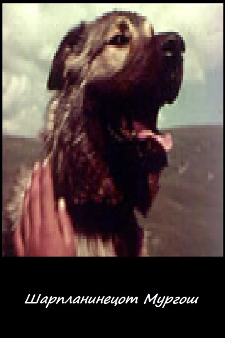 Murgosh - The Sharplaninec poster background