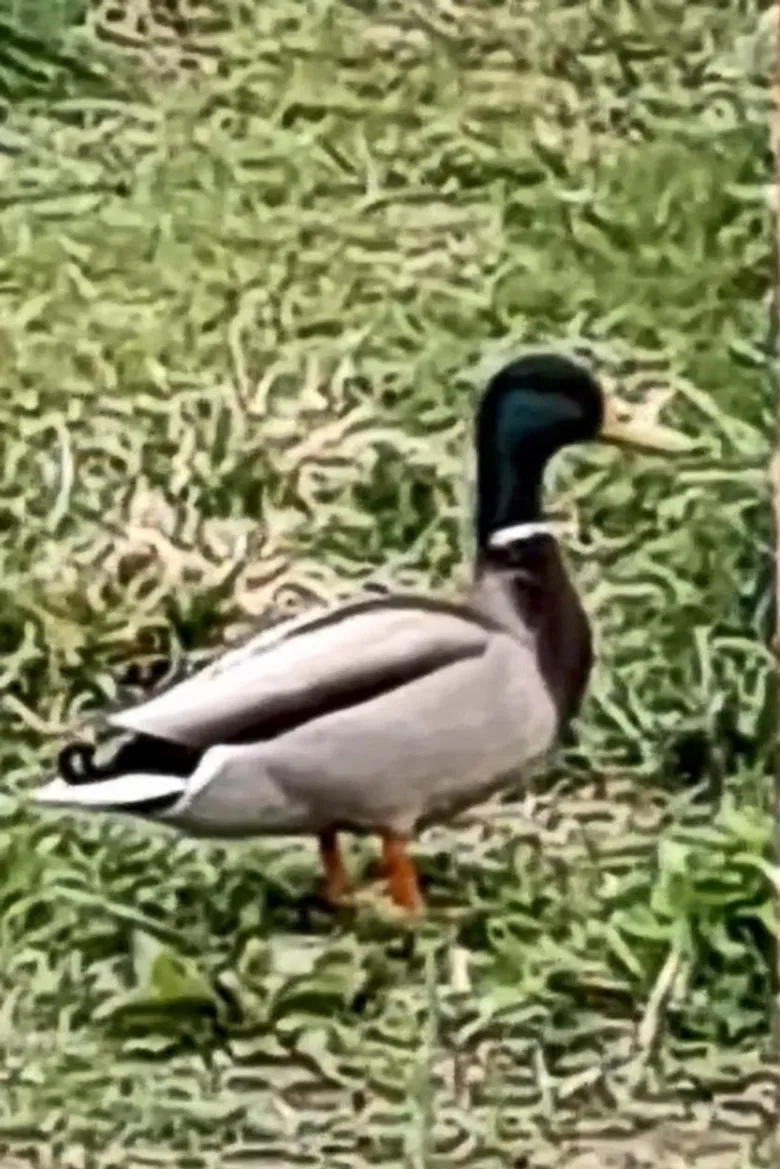 nature film poster background