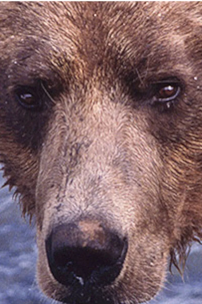 Showdown at Grizzly River poster background