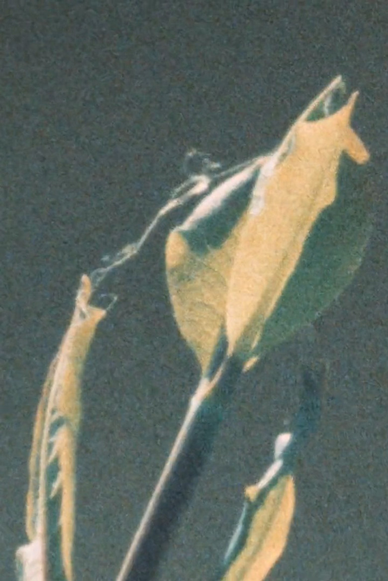 Early Summer poster background