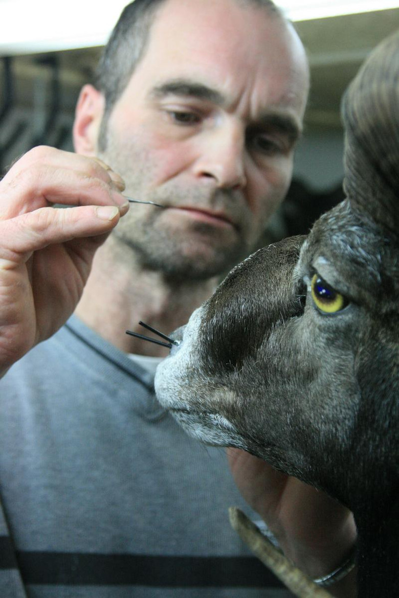 Taxidermist poster background