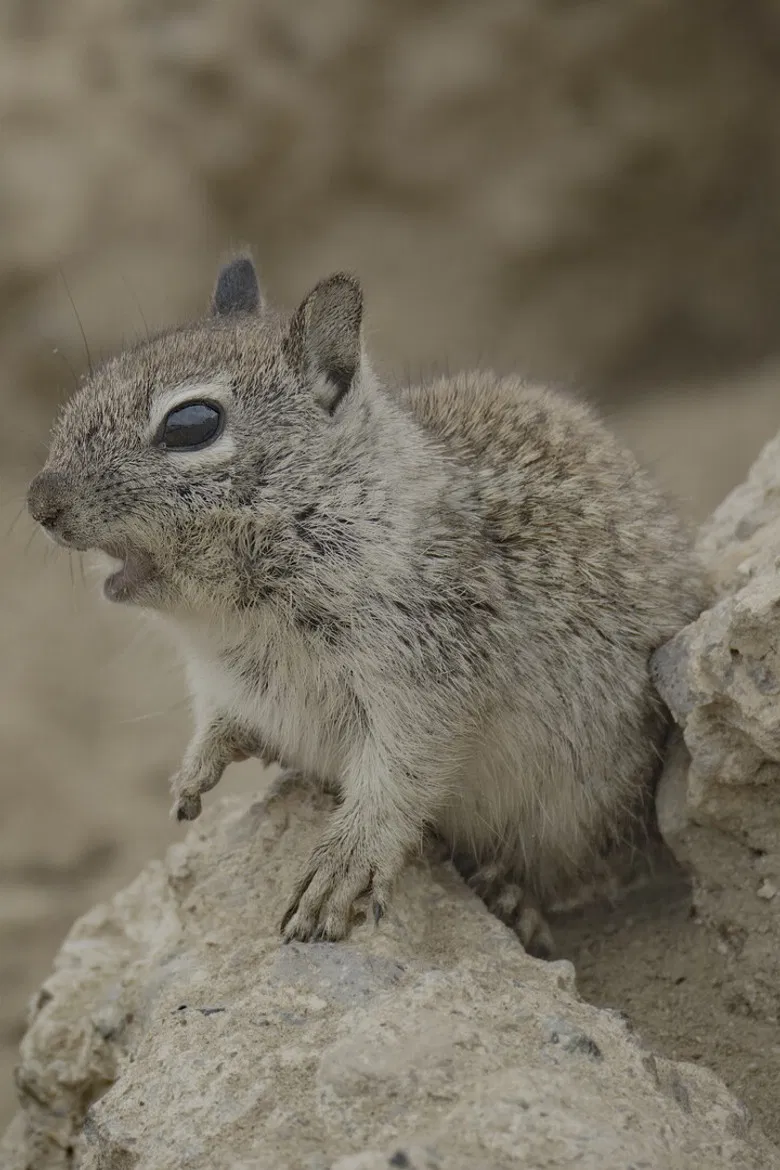 San Diego: America's Wildest City poster background