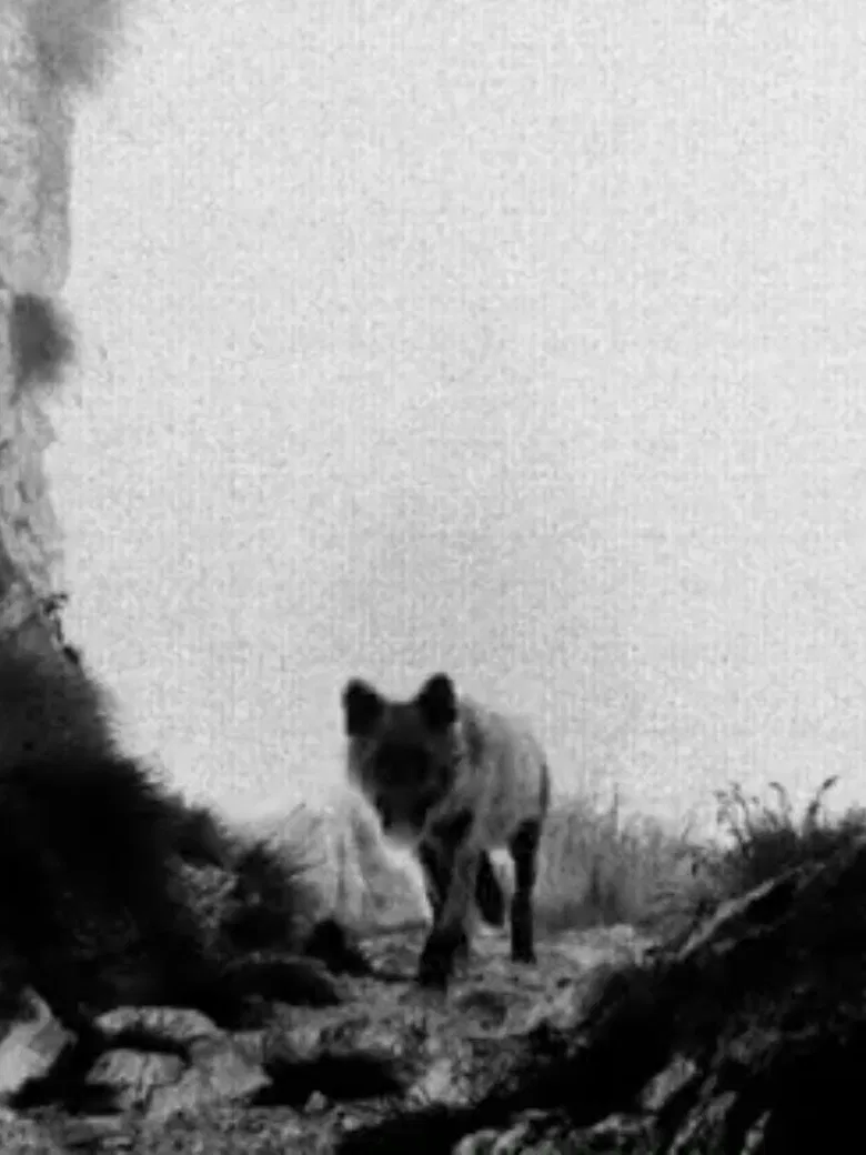 Lupercalia poster background