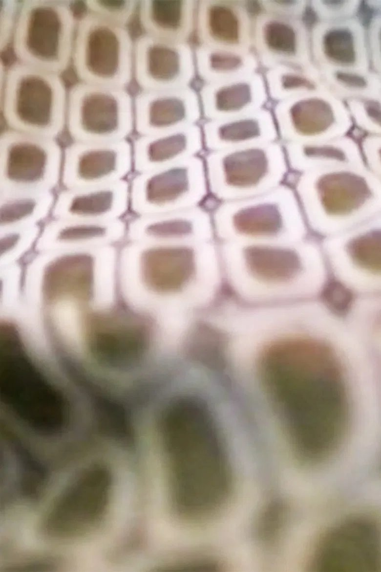 Me Thing - You Dog poster background