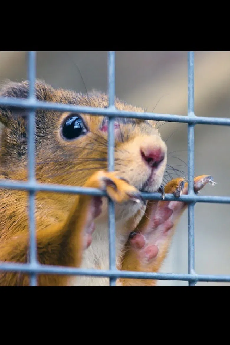 Foster Mothers poster background