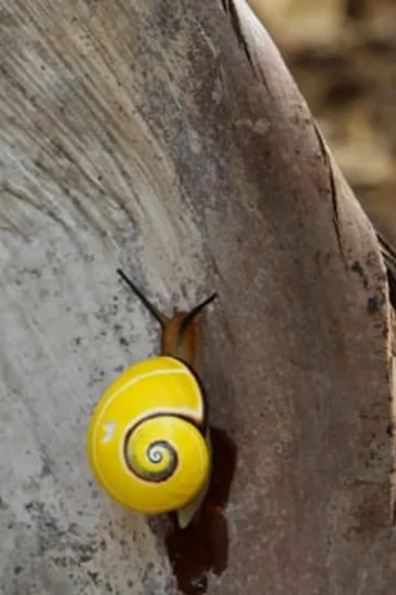 The Perfect Backpack poster background