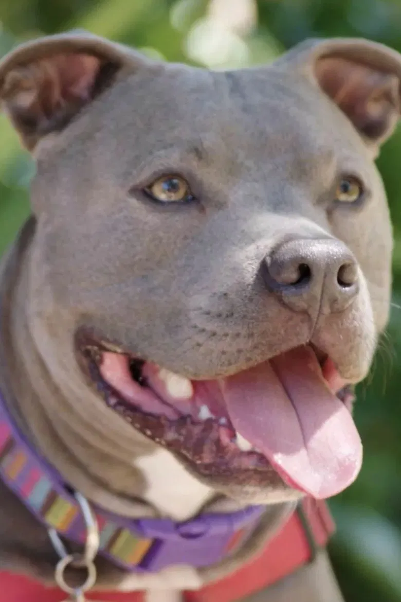 Hopalong Animal Rescue: The Power of Fostering poster background