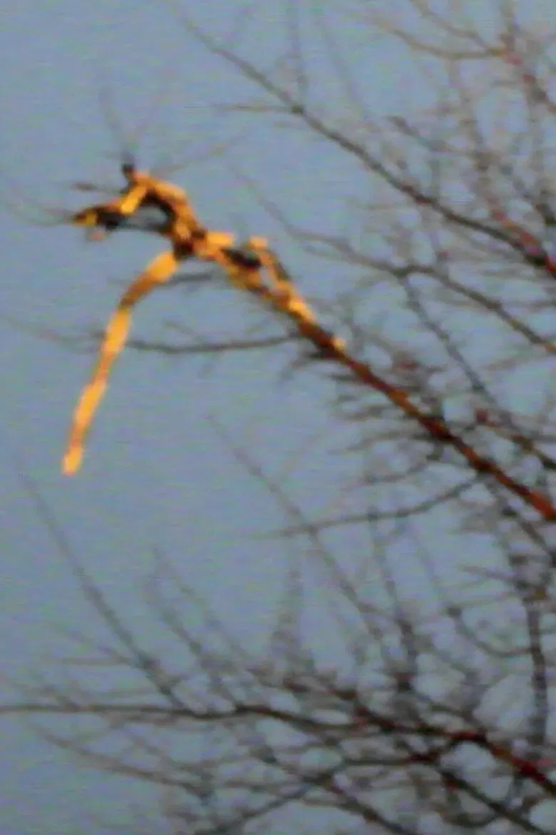 Plaesthetics of Nature poster background