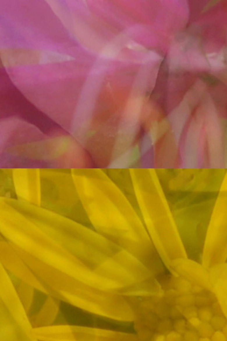 Mutus Floris poster background