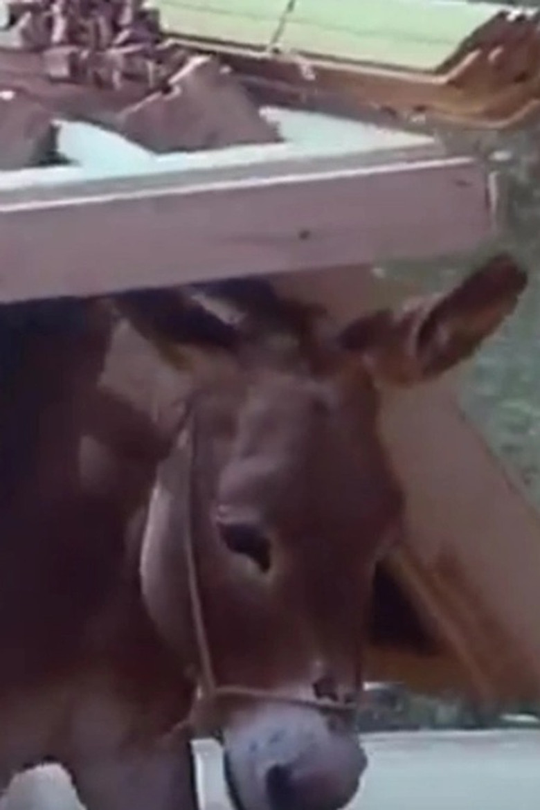 Of People & Donkeys poster background