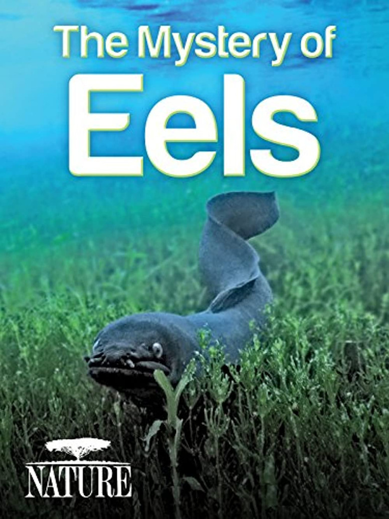The Mystery of Eels poster background