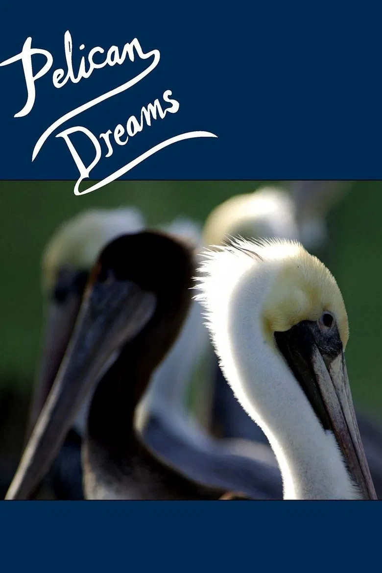Pelican Dreams poster background