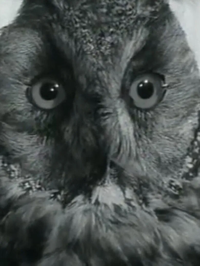 Renaissance poster background