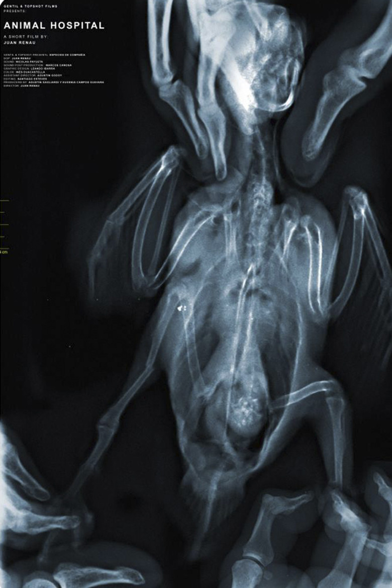 Animal Hospital poster background