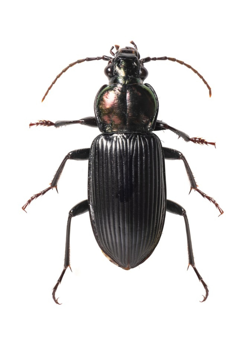 Self-Portrait poster background