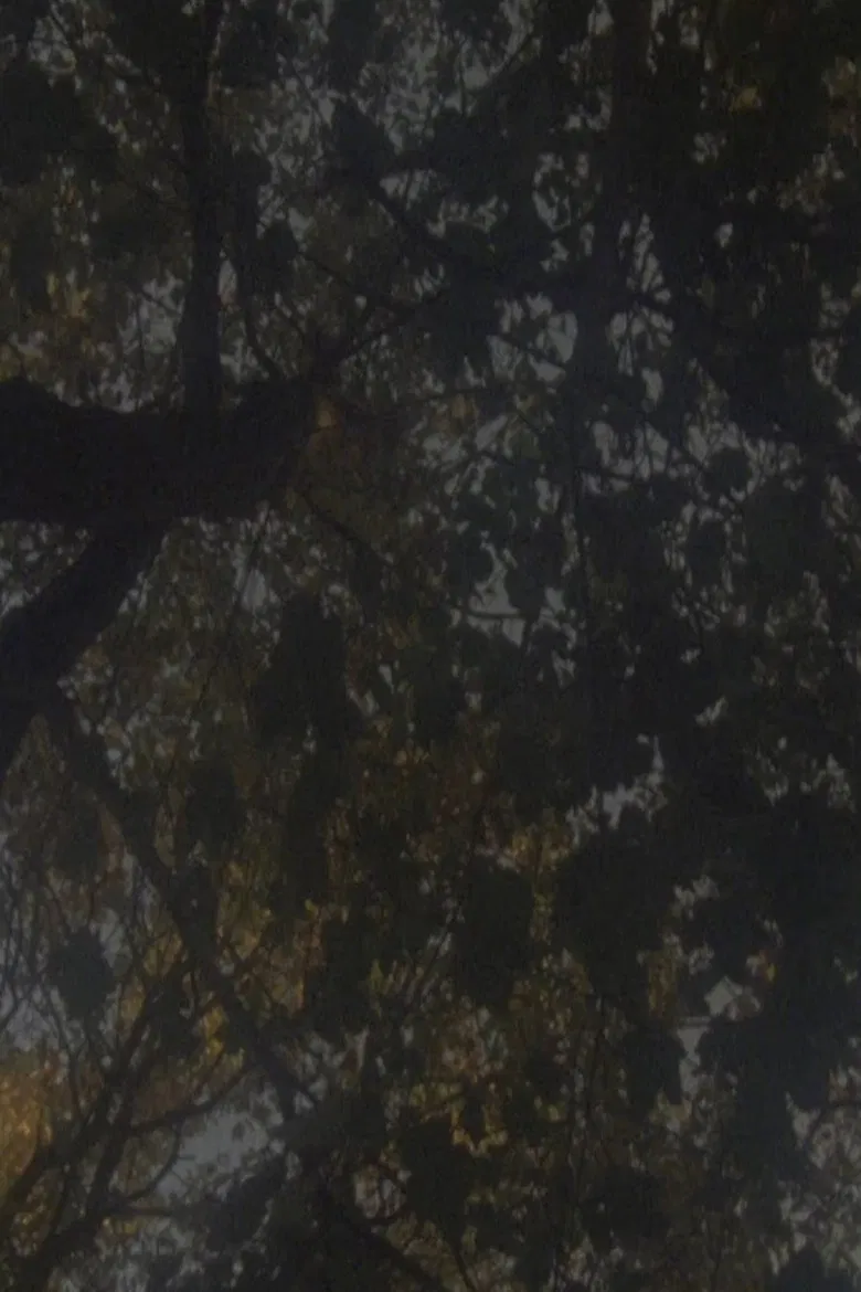 Not as Old as the Trees poster background