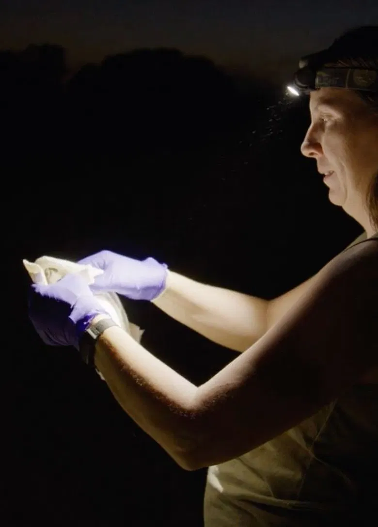 Batsies poster background