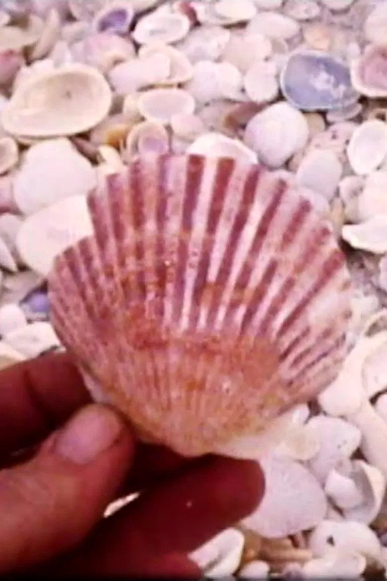 Sanibel poster background